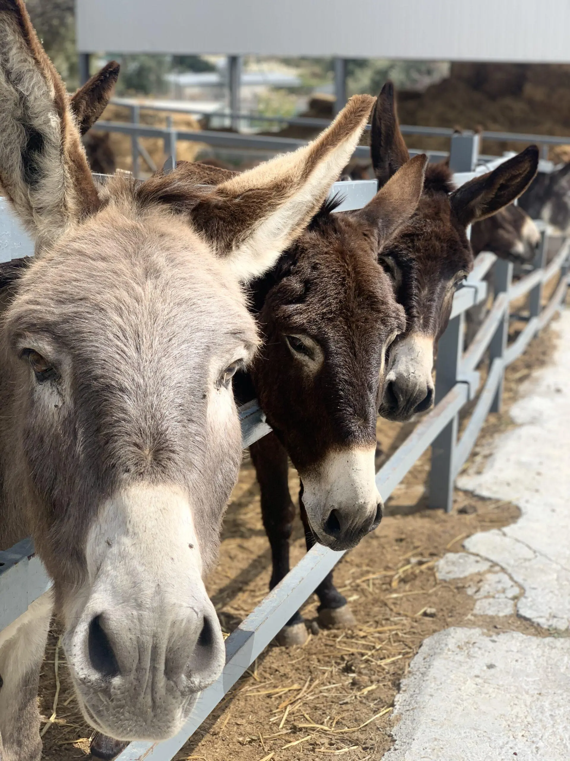 Aile Eğlencesi ve Eşek Gezintisi